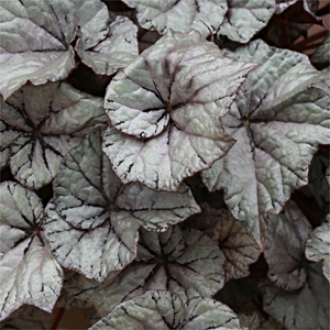 B. ‘Frosty Dwarf’